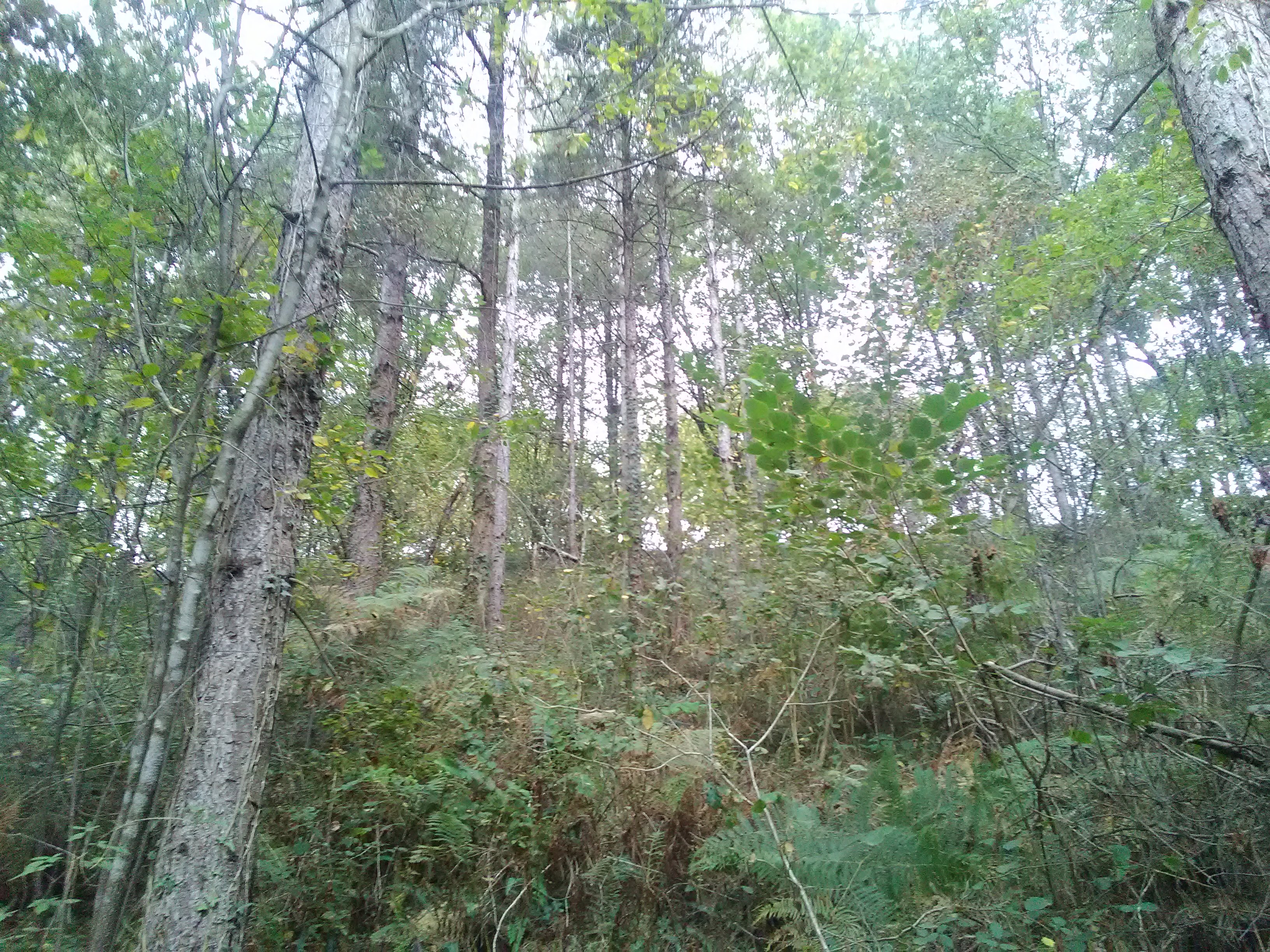IMG_20200918_104747.jpg