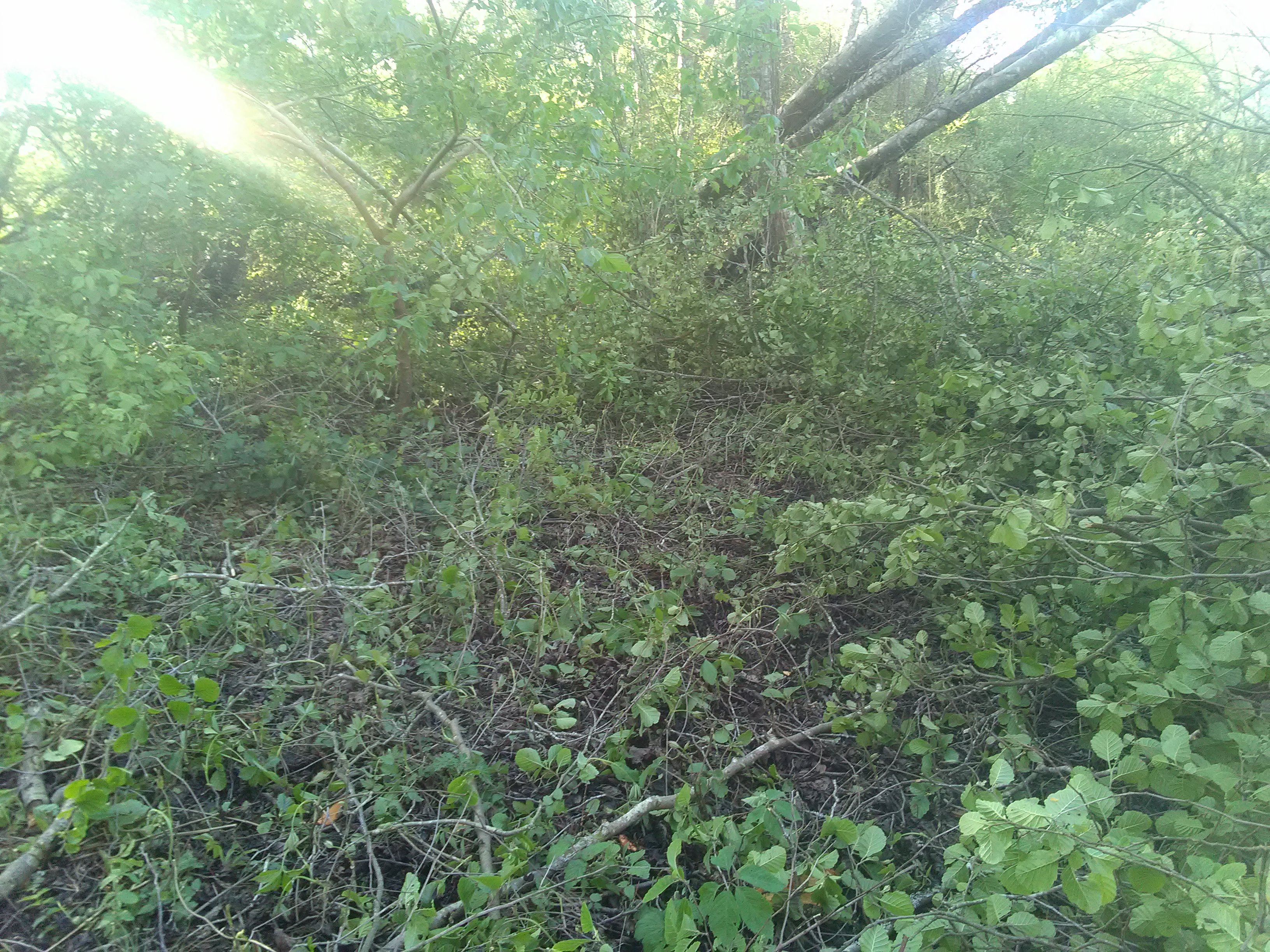IMG_20230422_190802.jpg