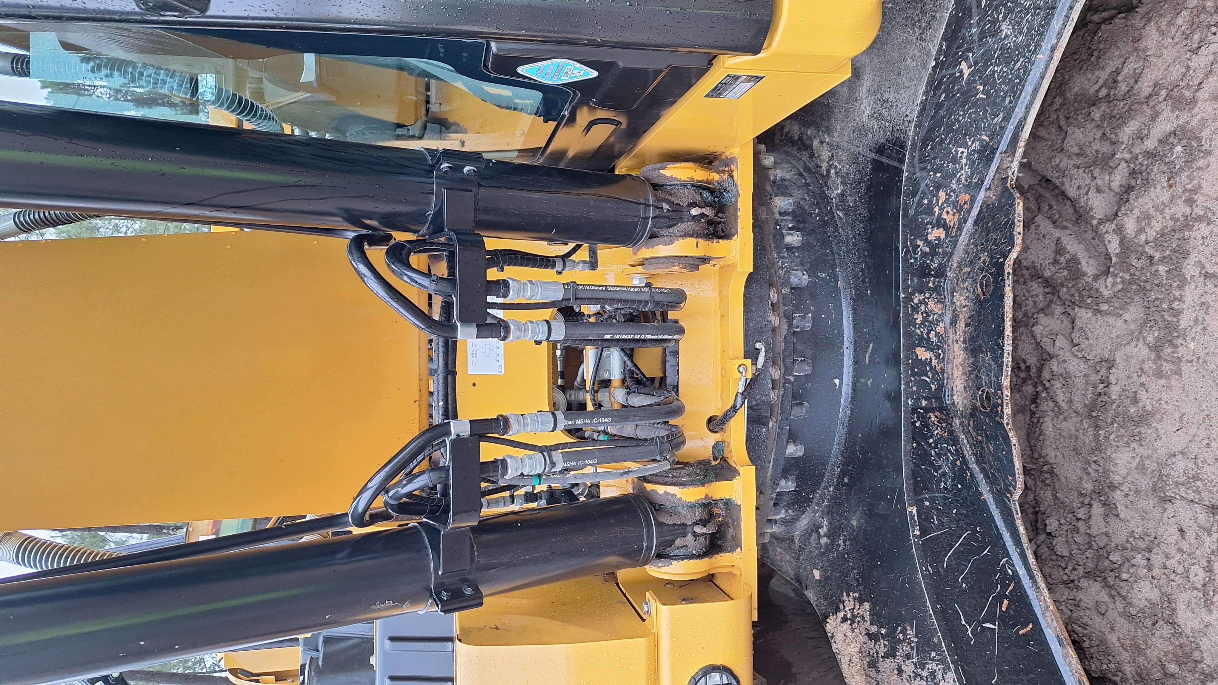 Cat 04.jpg