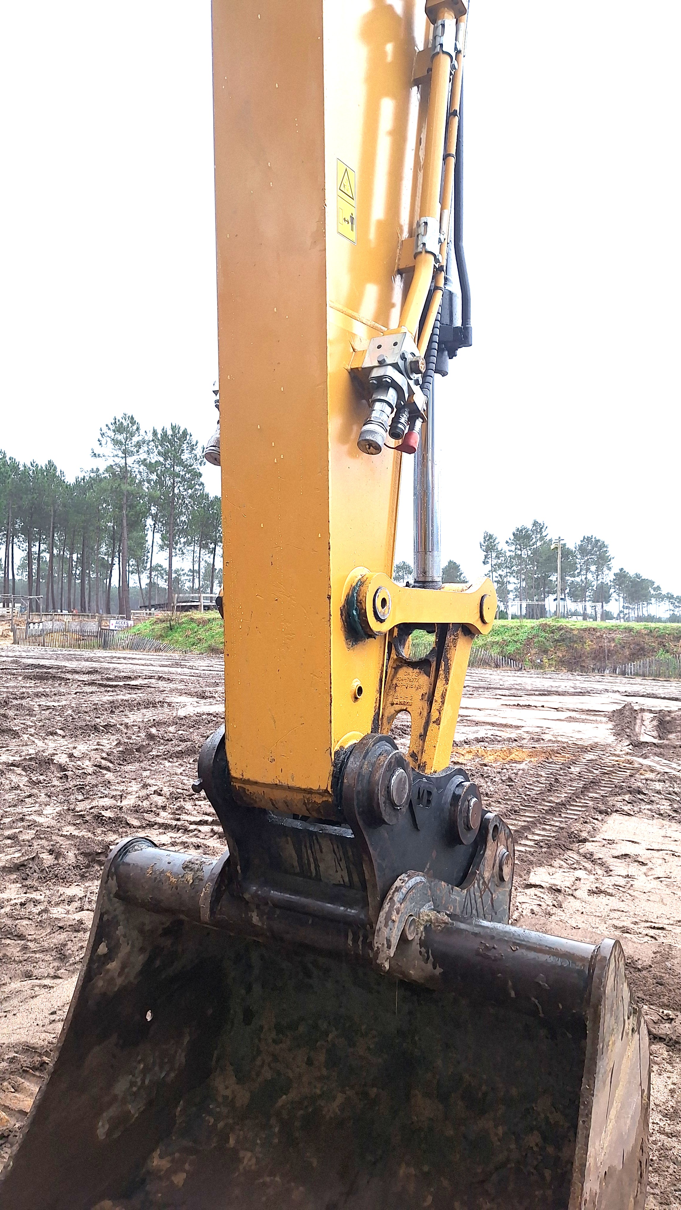 Cat 05.jpg